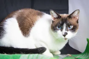 Gato raça SRD idade  nome Sessi