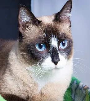 Gato ra a SRD idade 4 anos nome Priscila