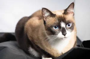 Gato raça SRD idade 4 anos nome Priscila