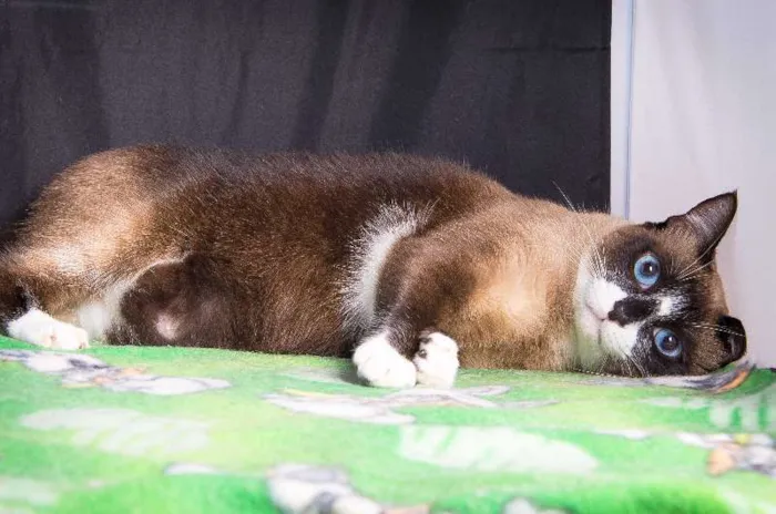 Gato ra a SRD idade 4 anos nome Priscila
