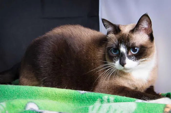 Gato ra a SRD idade 4 anos nome Priscila