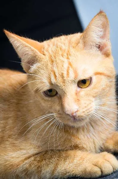 Gato ra a SRD idade 2 a 6 meses nome Cravo