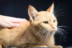 Gato raça SRD idade 2 a 6 meses nome Cravo