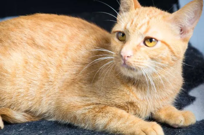 Gato ra a SRD idade 2 a 6 meses nome Cravo