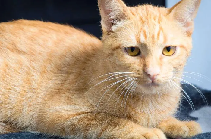 Gato ra a SRD idade 2 a 6 meses nome Cravo