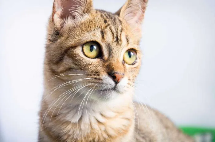 Gato ra a SRD idade 2 a 6 meses nome Tulipa
