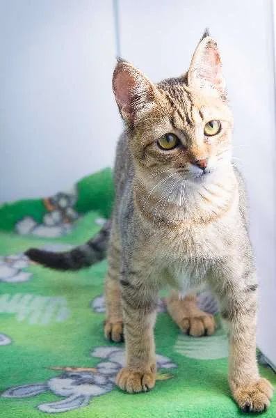 Gato ra a SRD idade 2 a 6 meses nome Tulipa