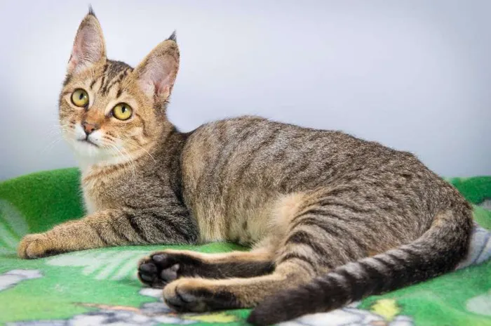 Gato ra a SRD idade 2 a 6 meses nome Tulipa