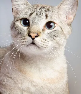 Gato ra a SRD idade 3 anos nome Laki