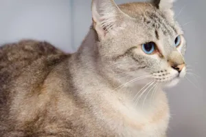 Gato raça SRD idade 3 anos nome Laki