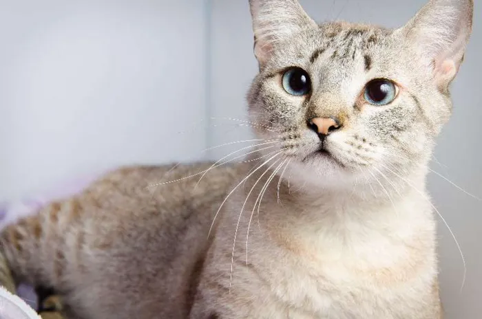 Gato ra a SRD idade 3 anos nome Laki