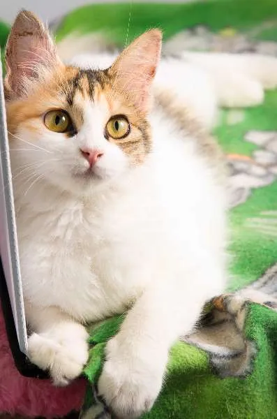 Gato ra a SRD idade 2 a 6 meses nome Nina