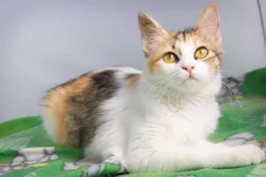 Gato raça SRD idade 2 a 6 meses nome Nina