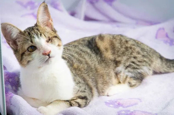 Gato ra a SRD idade 2 a 6 meses nome Margarida