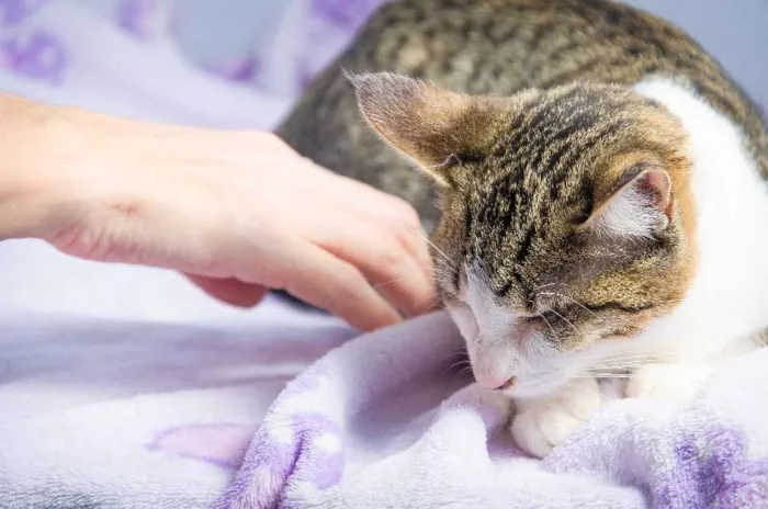 Gato ra a SRD idade 2 a 6 meses nome Margarida