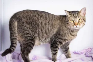 Gato raça SRD idade 2 anos nome Tigrão