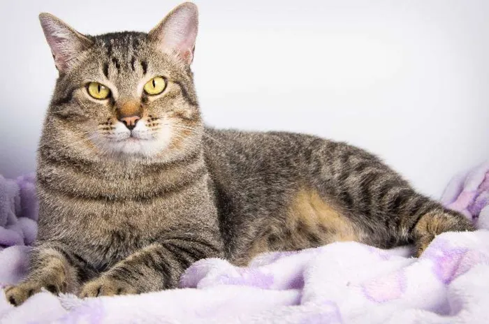 Gato raça SRD idade 2 anos nome Tigrão