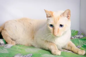 Gato raça SRD idade 4 anos nome Luki