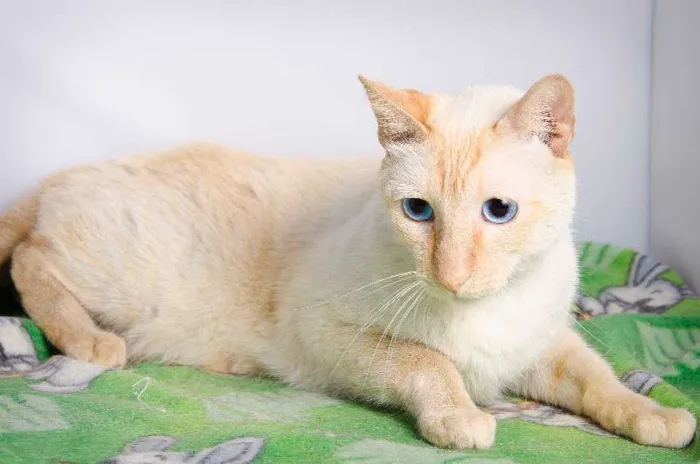 Gato ra a SRD idade 4 anos nome Luki
