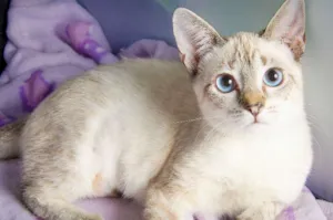 Gato raça SRD idade 2 a 6 meses nome Rosinha