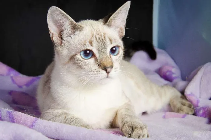 Gato ra a SRD idade 2 a 6 meses nome Rosinha