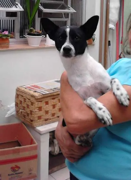 Cachorro ra a Pinscher idade 7 a 11 meses nome Pingo