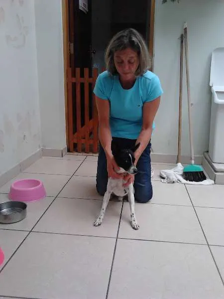 Cachorro ra a Pinscher idade 7 a 11 meses nome Pingo