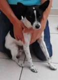 Pingo