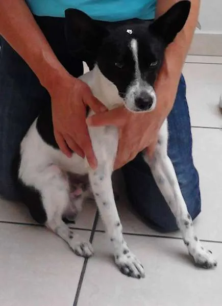 Cachorro ra a Pinscher idade 7 a 11 meses nome Pingo