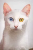Branquinha