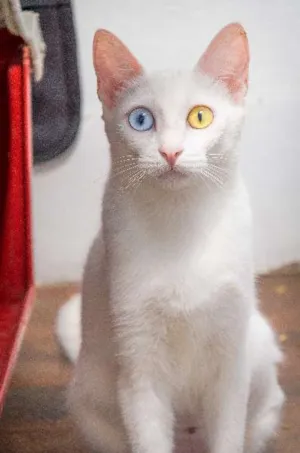 Gato raça SRD idade 2 a 6 meses nome Branquinha