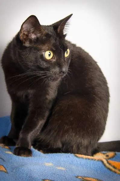 Gato ra a SRD idade 3 anos nome Onix