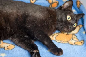 Gato raça SRD idade 3 anos nome Onix
