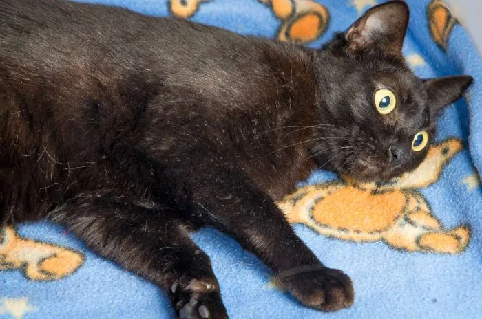 Gato ra a SRD idade 3 anos nome Onix