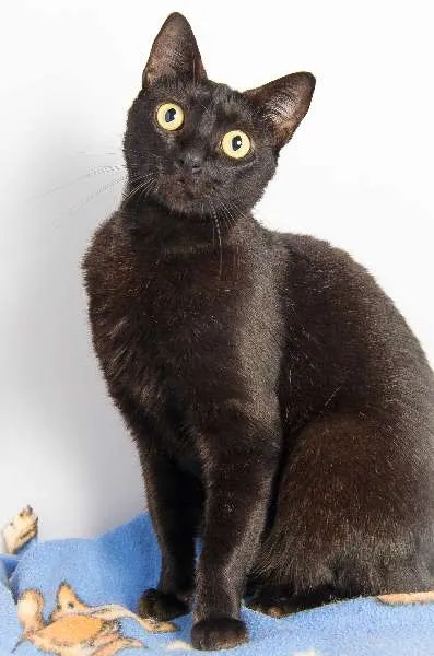 Gato ra a SRD idade 3 anos nome Onix