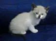 bebe