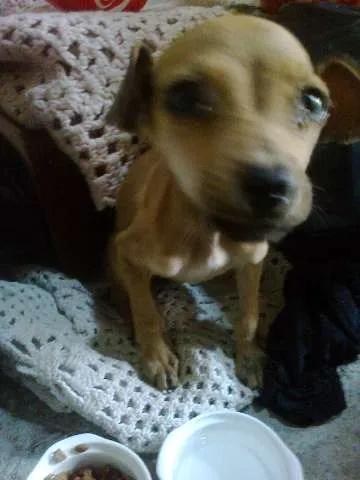 Cachorro raça SRD idade 2 a 6 meses nome Sem nome