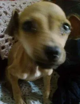 Cachorro raça SRD idade 2 a 6 meses nome Sem nome