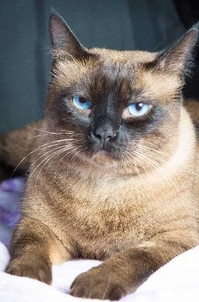 Gato ra a SRD idade 4 anos nome Pitoco