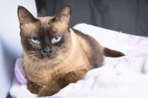 Gato raça SRD idade 4 anos nome Pitoco