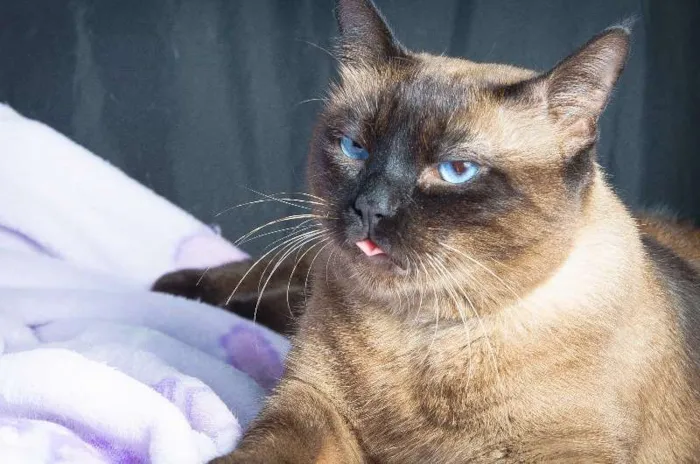 Gato ra a SRD idade 4 anos nome Pitoco