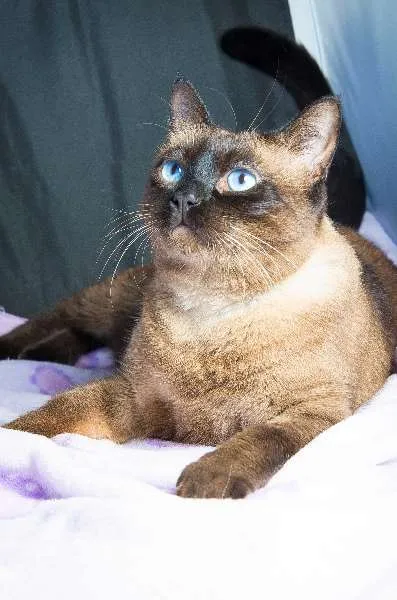 Gato ra a SRD idade 4 anos nome Pitoco