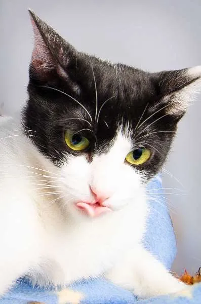 Gato ra a SRD idade 1 ano nome Monica