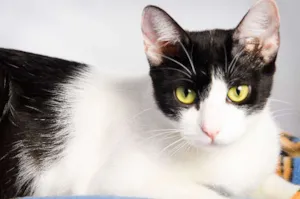 Gato raça SRD idade 1 ano nome Monica