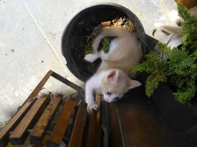 Gato ra a vira-lata idade 7 a 11 meses nome Mostarda