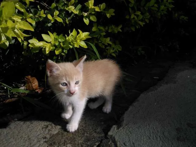 Gato ra a vira-lata idade 7 a 11 meses nome Mostarda