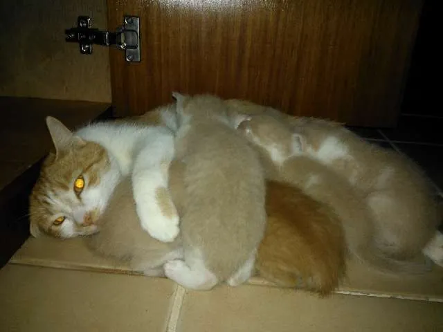 Gato ra a vira-lata idade 7 a 11 meses nome Mostarda