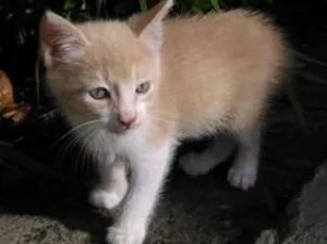 Gato raça vira-lata idade 7 a 11 meses nome Mostarda