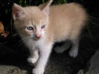 Gato ra a vira-lata idade 7 a 11 meses nome Mostarda
