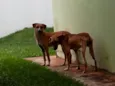 TICO E TECO